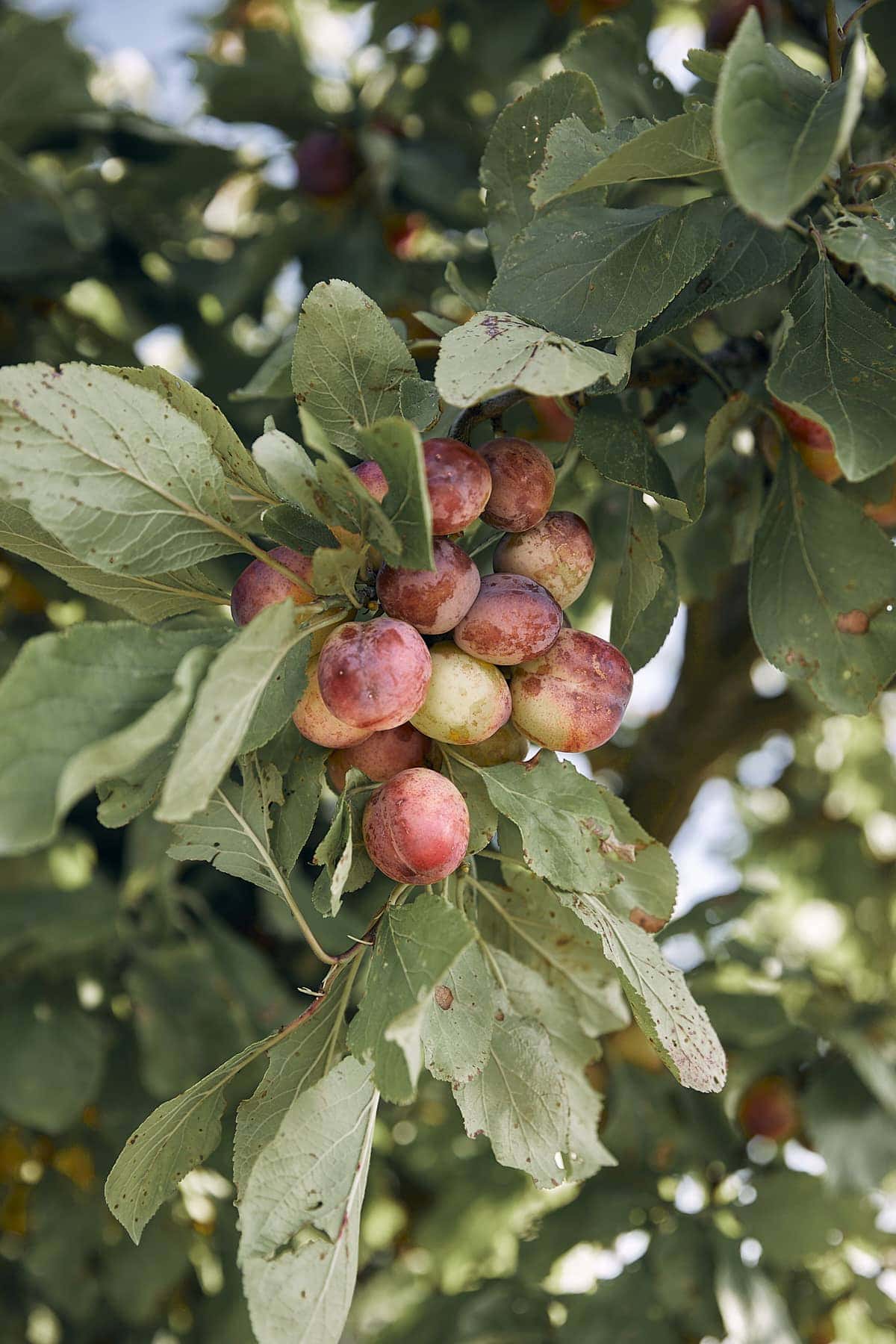 Organic produce won’t save the world — However, it taste and feels amazing